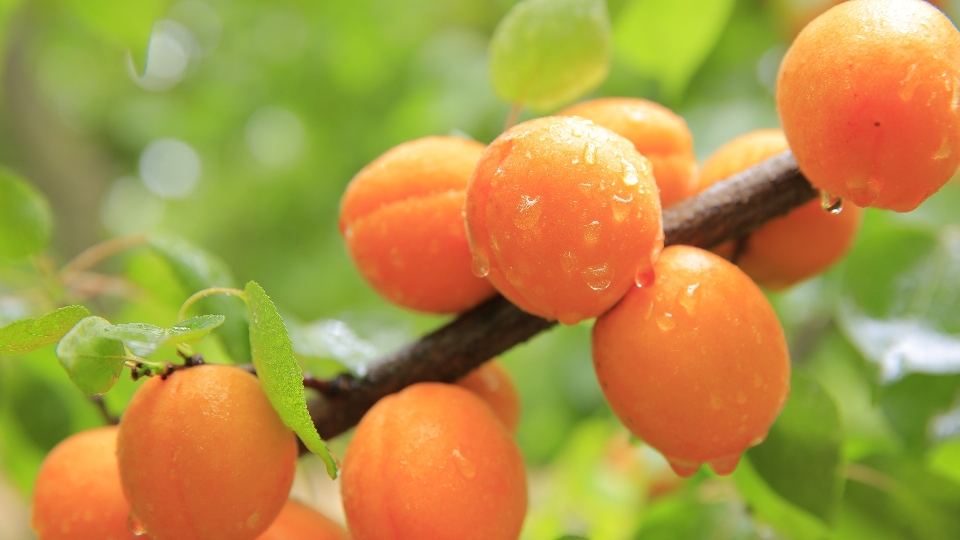 ブランチ 植物 フルーツ 雨