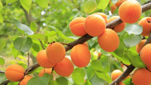 Tree branch plant fruit Photo