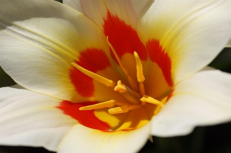 Photo Fleurir usine la photographie fleur