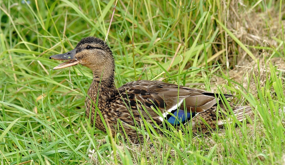 Natura erba uccello prateria
