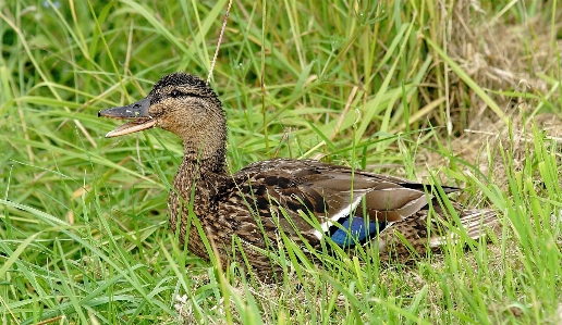 Nature grass bird prairie Photo