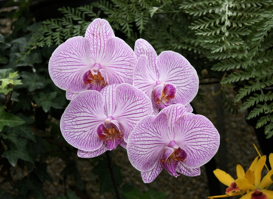 Natur blüte anlage blume