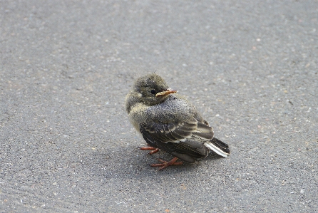 鳥 羽 野生動物 嘴 写真