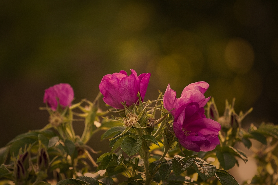 Nature fleurir usine fleur