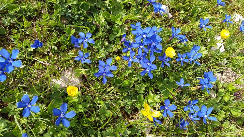 Natura pianta prato
 fiore