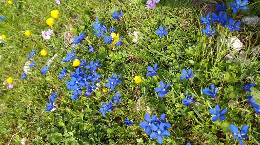 Nature plant meadow flower Photo