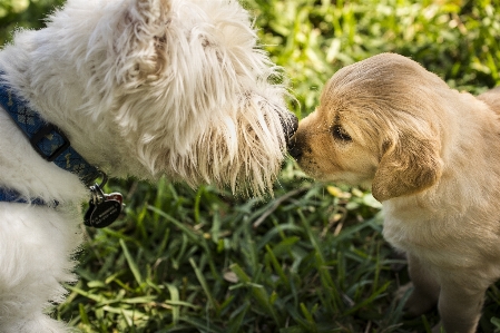 Grass white puppy dog Photo