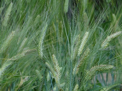 Tree nature grass plant Photo