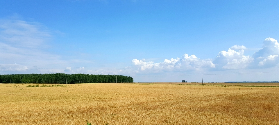 景观 自然 地平线 植物