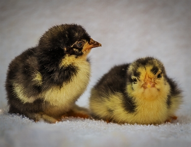 鳥 羽 動物 野生動物 写真