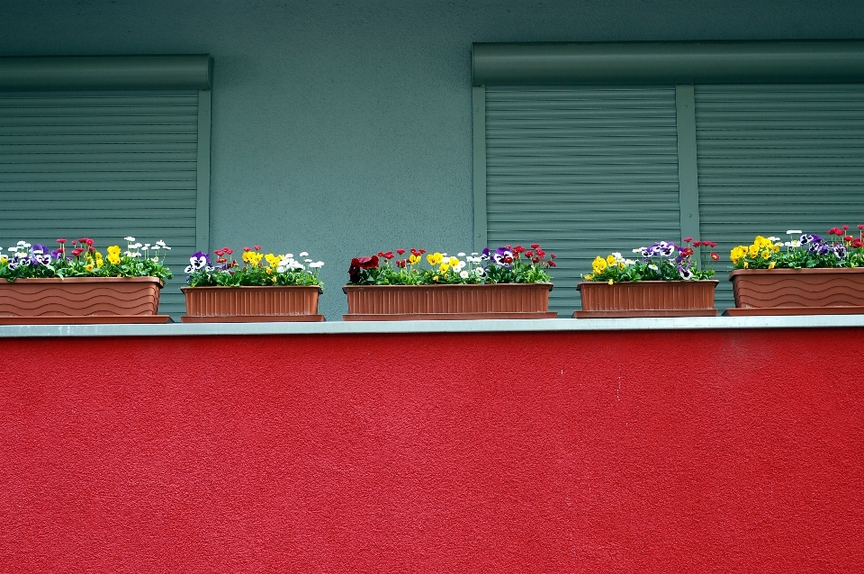 Grama casa flor janela