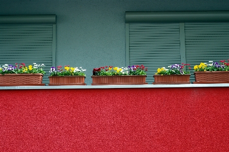 Grass lawn house flower Photo