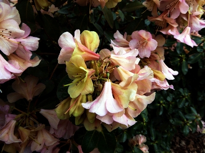 Blossom plant flower petal Photo