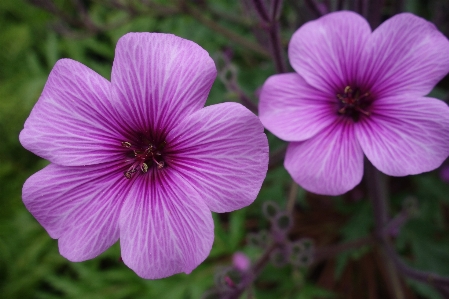 Nature blossom plant flower Photo