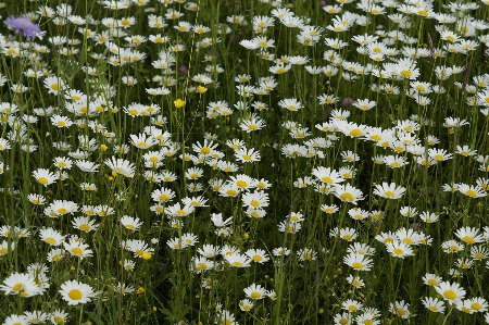 Grass plant field lawn Photo