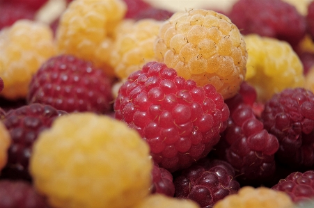 Plant raspberry fruit berry Photo