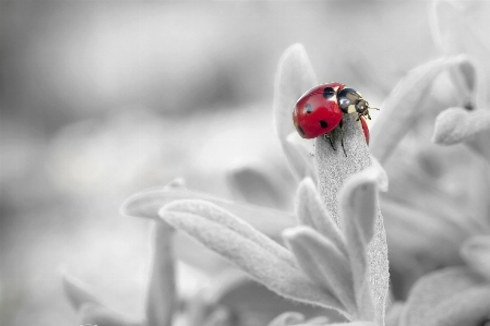 手 自然 黒と白
 植物 写真