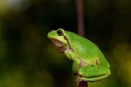 Foto Alam margasatwa hijau katak