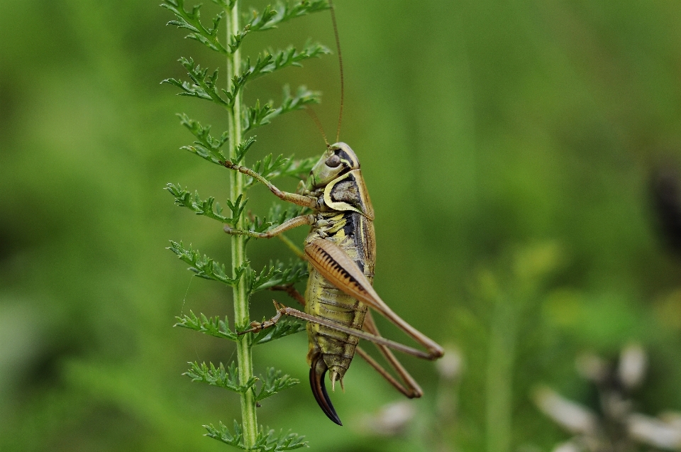 Natur gras blume tierwelt