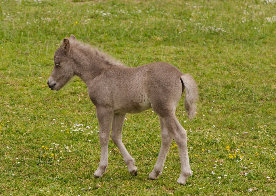 Meadow cute pasture grazing