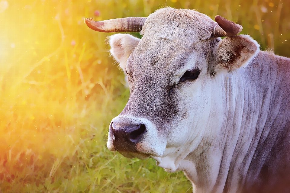 Natura prato
 fiore animale