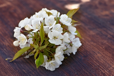 Nature branch blossom plant Photo