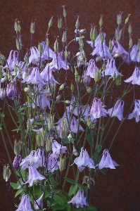 Foto Planta flor púrpura floración