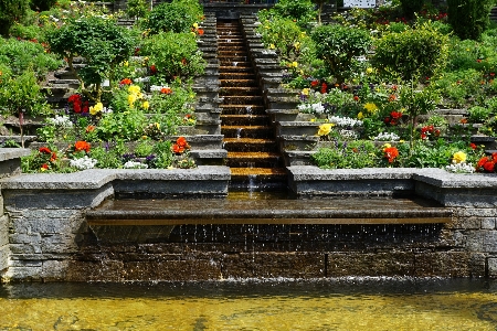 Foto Acqua natura fiore passerella