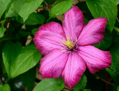 Blossom plant flower petal Photo