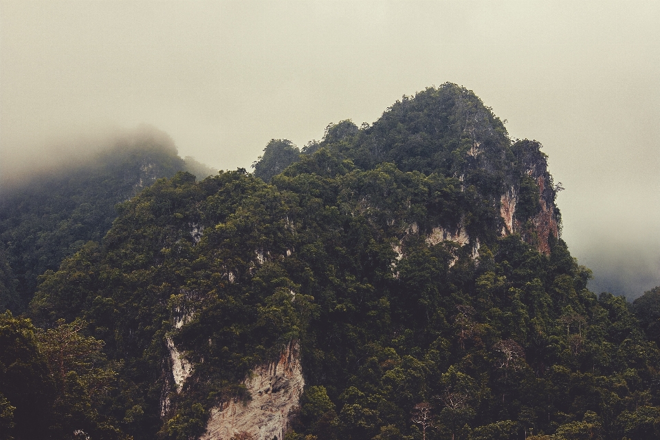 景观 海岸 树 自然