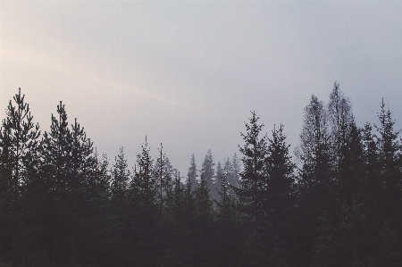 Foto Pohon alam hutan gurun
