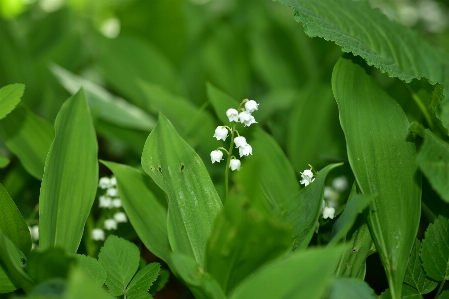 Nature grass blossom plant Photo