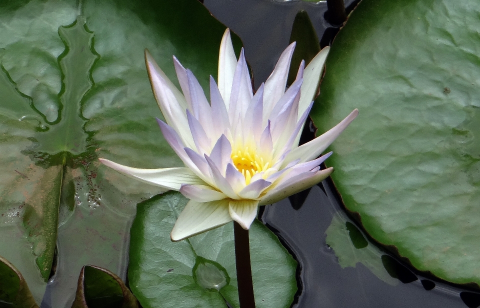 Water nature blossom plant