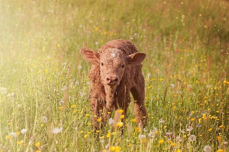 Foto Grama campo prado
 pradaria
