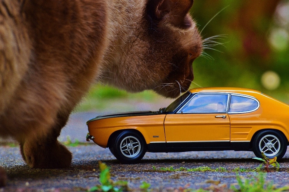 Auto modelo vehículo gato