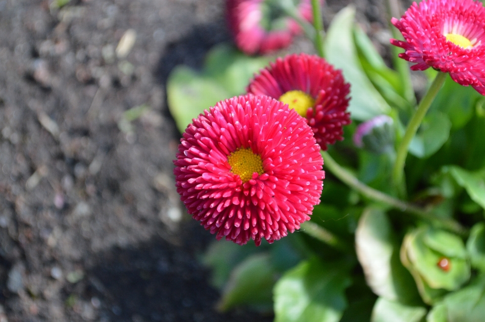 Pianta fiore petalo estate