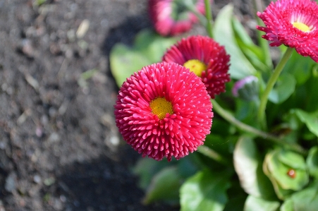 植物 花 花弁 夏 写真