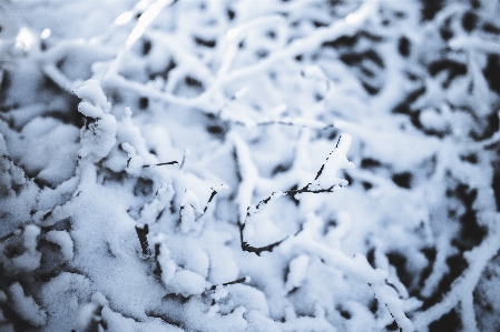 ブランチ 雪 寒い 冬 写真