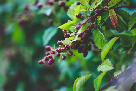 Tree nature branch blossom Photo