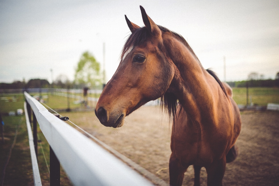 Nature animal horse brown