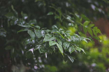 Tree nature forest grass Photo