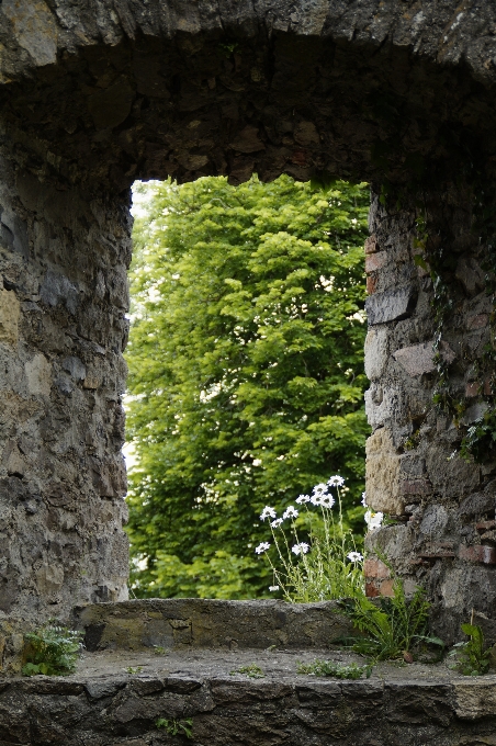 Albero rock architettura fiore