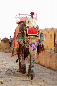 Camel mammal elephant art Photo