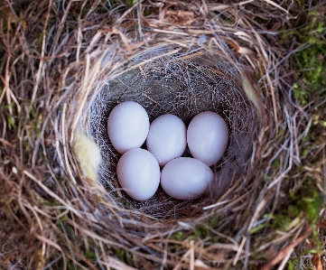 Foto Natureza filial pássaro fechar