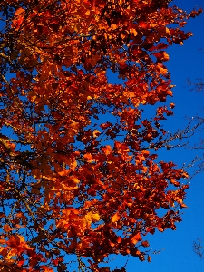 Tree branch plant sunlight Photo