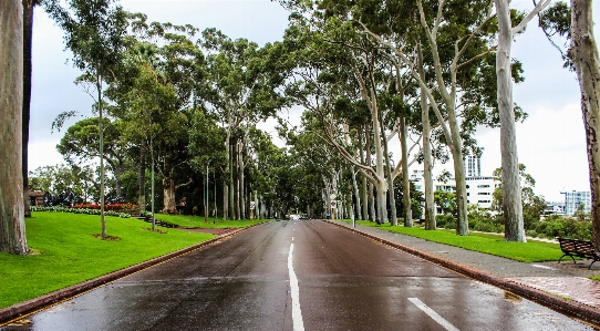 Foto Pohon tanaman jalan basah