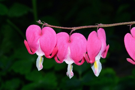 Blossom plant leaf flower Photo