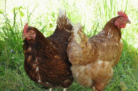 Bird animal beak chicken Photo