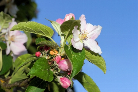 自然 ブランチ 花 植物 写真