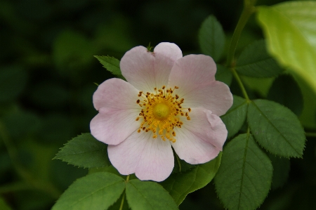 Blossom plant flower petal Photo